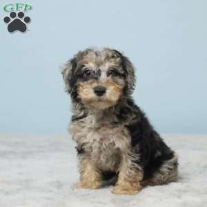 Sage, Miniature Poodle Puppy